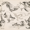 Coqs et canards.