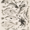 Poissons.