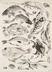 Poissons.