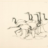 Bande de grues.