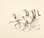 Bande de grues.