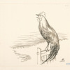 [Un coq perché sur un seau, devant la mer.]