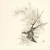 Deux hirondelles, branche d'arbre.