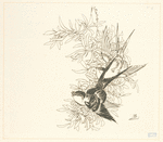 Deux hirondelles, branche d'arbre.