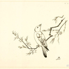[Un petit oiseau sur une branche.]