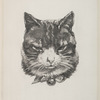Tête de chat.
