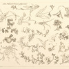Fleurs et oiseaux japonais.