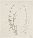 Plat [genêt].
