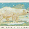 The polar or white bear.