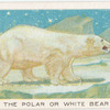 The polar or white bear.