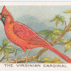 The Virginian cardinal.