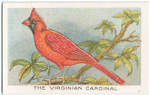 The Virginian cardinal.