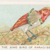 The king bird of paradise.