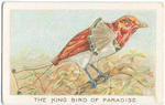 The king bird of paradise.