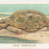 The tortoise.