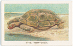 The tortoise.