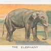 The elephant.
