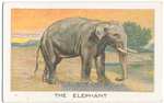The elephant.