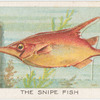 The snipe fish.