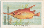 The snipe fish.