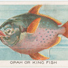 Opah or king fish.