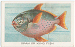 Opah or king fish.