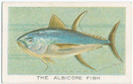 The albicore fish.