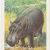 The hippopotamus.