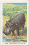 The hippopotamus.