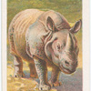 The rhinoceros.