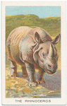 The rhinoceros.