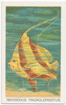 Heniochus macrolepidotus.