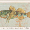 The father-lather fish.