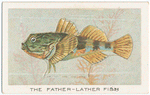 The father-lather fish.