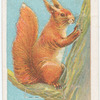 The common squirrel.