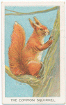 The common squirrel.