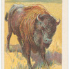 The bison.