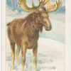 The elk.
