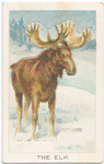 The elk.