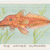 The armed gurnard.