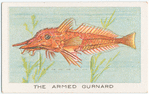 The armed gurnard.