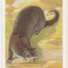The otter.