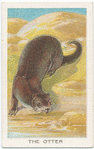 The otter.