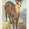 The chamois.