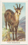 The chamois.