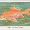 The goldfish.