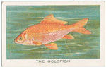 The goldfish.