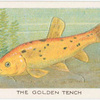 The golden tench.