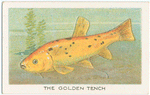 The golden tench.