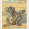 The common seal.